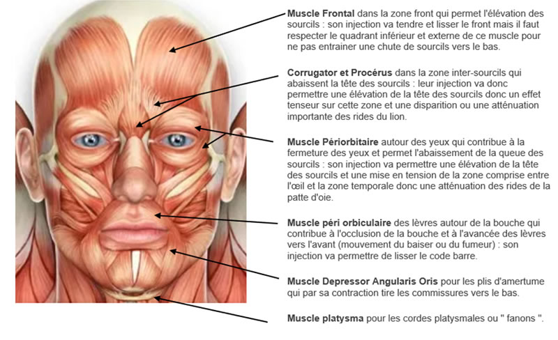 Technique injection botox dans les muscles du visage