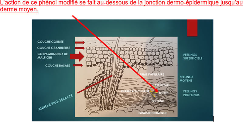 Couches épidermique